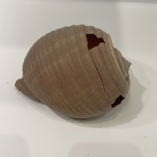 Tonna shell used, 10x13x15cm, with 2 holes