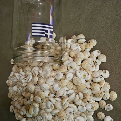 Trivia Neritea Mini Seashells Like New in Jar
