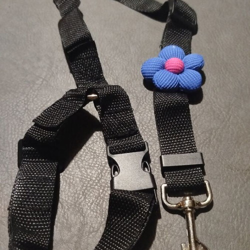 Car seat belt leash for pet new, black