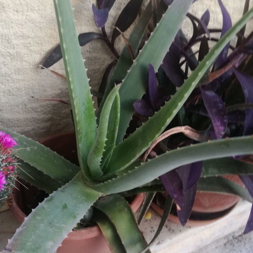Aloe Vera plant with pot like new