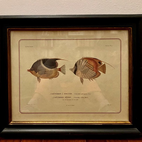 Colored lithography with two fish theme like new