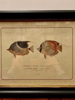 Colored lithography with two fish theme like new