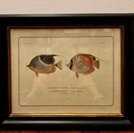 Colored lithography with two fish theme like new