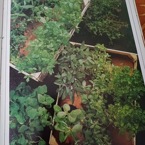 Health and Taste ala Italika cookbook used
