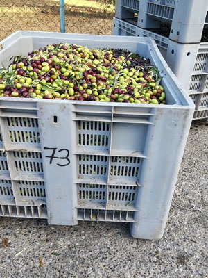 Extra virgin olive oil new from Halkidiki in 5 and 15 liter packages