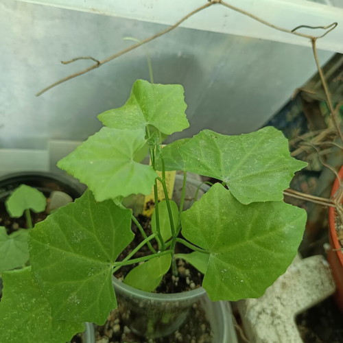 Coccinia grandis edible tropical vine new