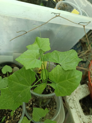 Coccinia grandis edible tropical vine new