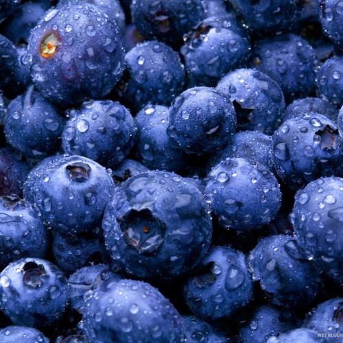 Blueberry seeds pack of 30, high quality