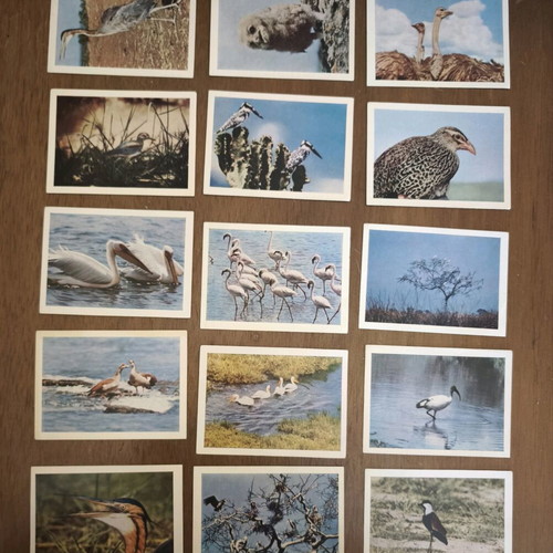 Chocolat Alimentation Brüssels collectible bird cards like new, set of 15