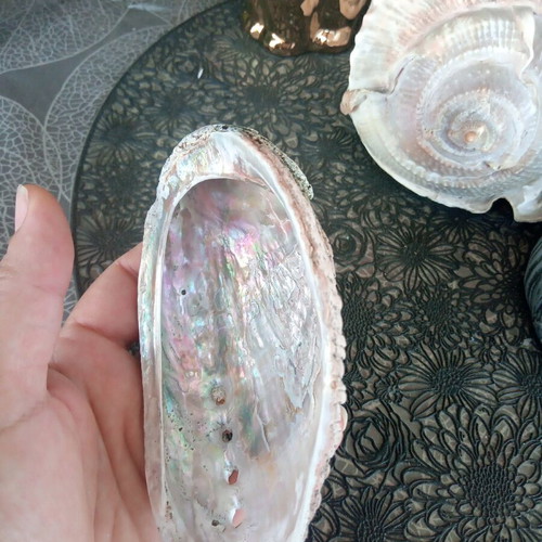 Natural abalone shell mother-of-pearl like new, large size 12.7 cm, iridescent