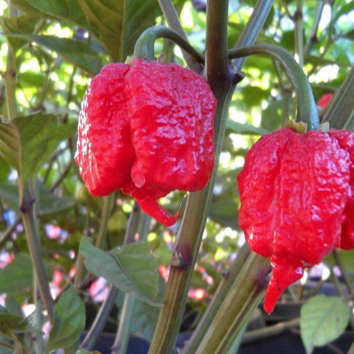 Carolina Reaper pepper seeds, pack of 20, extremely hot