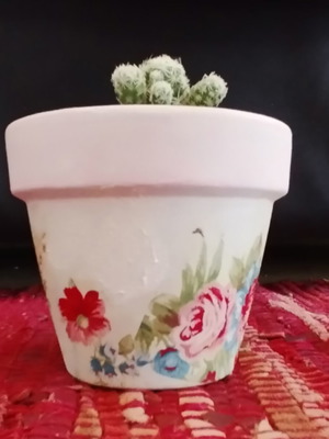 Cactus with decorative pot new, height approx. 5 cm