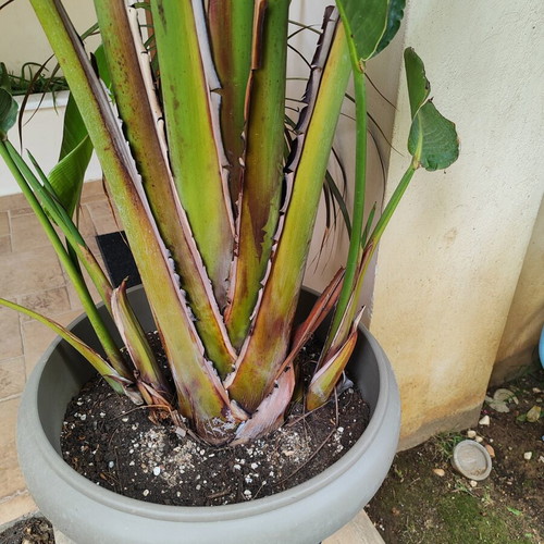 Strelitzia Nicolai plant like new, over 2 meters with pot and metal stand