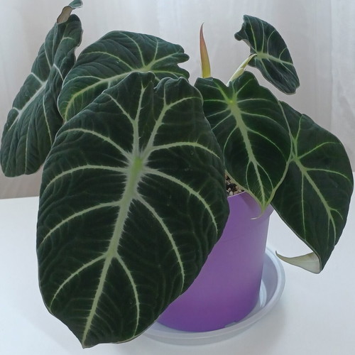 Alocasia Black Velvet plant, ready to bloom, 25cm height