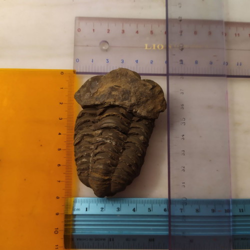 Calymene Trilobite Fossils from Morocco, like new, set of 2