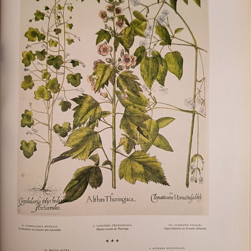 L'herbier Toutes les planches hardcover like new, French