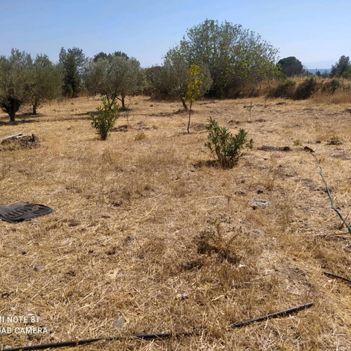 Agricultural land 2.5 acres with 28 sqm caravan in Vatera Lesvos