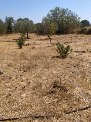 Agricultural land 2.5 acres with 28 sqm caravan in Vatera Lesvos