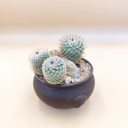 Mammillaria cactus in ceramic pot