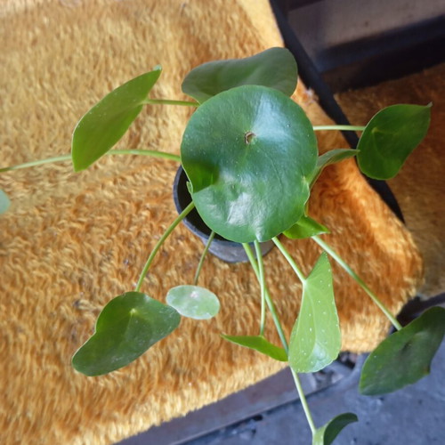 Pilea peperomioides indoor plant like new, Chinese money plant
