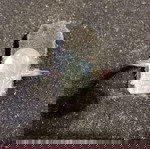  Λαμπραδοριτης pixu ασημένιο δαχτυλιδι one size