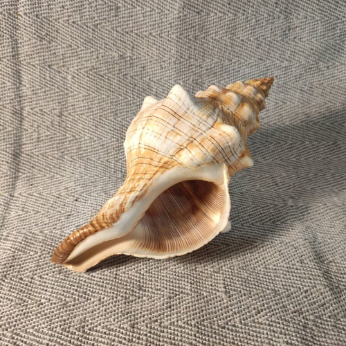 Fasciolaria Trapezium seashell like new, 17x8x11cm