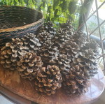 Basket with 15 pine cones