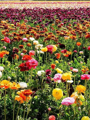 Ranunculus flower seeds mix, pack of 25, colorful