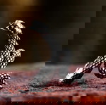 Ατσάλινο Δαχτυλίδι Snake