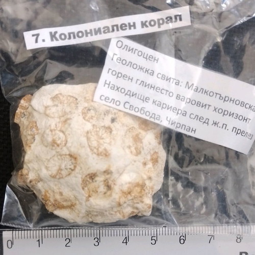 Colonial coral fossil used