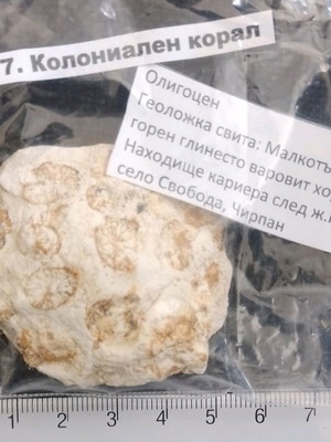 Colonial coral fossil used