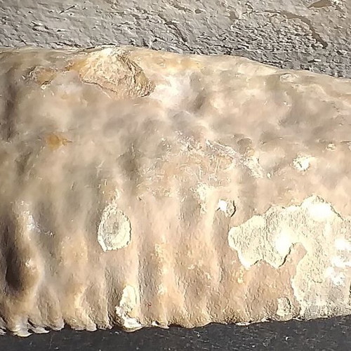 Fossils like new, set with comb, starfish and unknown