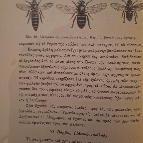 Natural History 1913 hardcover book with wood engravings