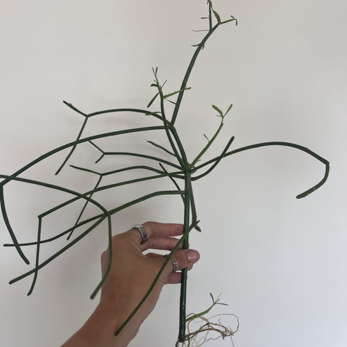 Euphorbia Tirucalli pencil cactus propagations new
