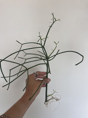 Euphorbia Tirucalli pencil cactus propagations new