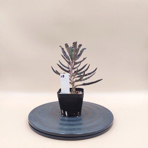 Mother of Thousands succulent plant, mini pot