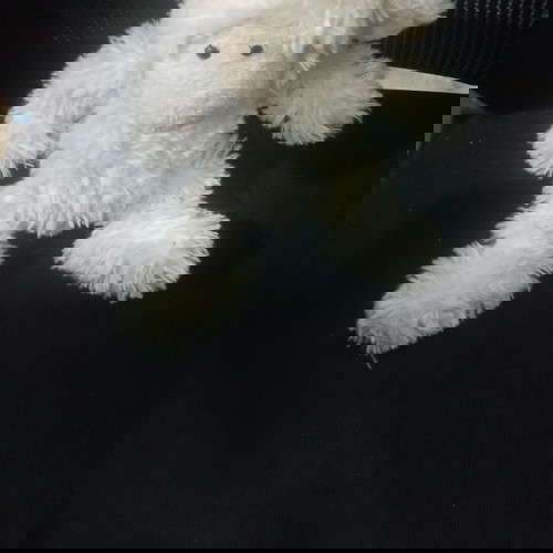 ΚΟΥΚΛΑΚΙ ΛΟΥΤΡΙΝΟ