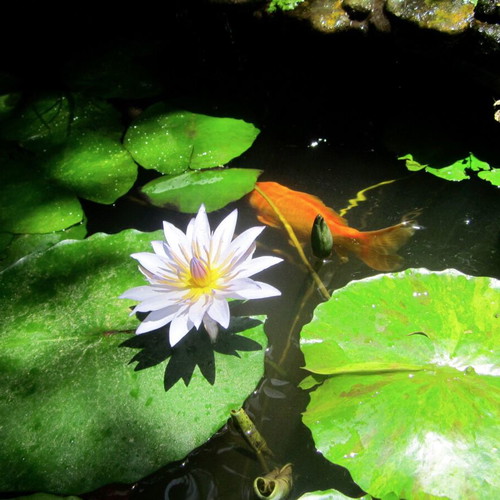 Nymphaea Violet-Blue Tropical Water Lily New