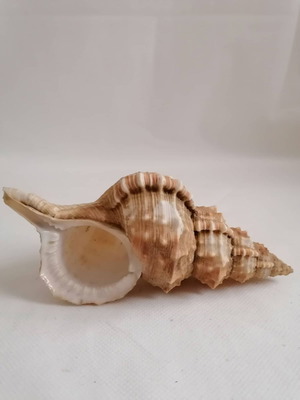 Κοχύλι μεταχειρισμένο natural big seashell conch mussel large seashell snail aquarium