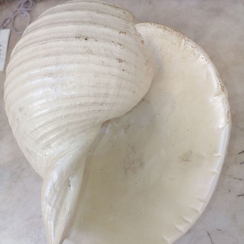 Decorative shell like new