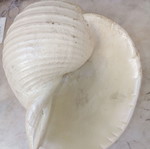 Decorative shell like new