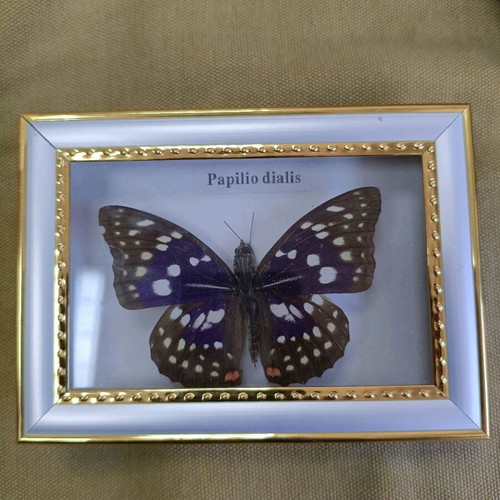 Butterfly in plastic frame like new, 13x10 cm