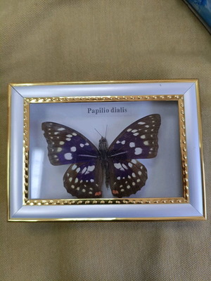 Butterfly in plastic frame like new, 13x10 cm