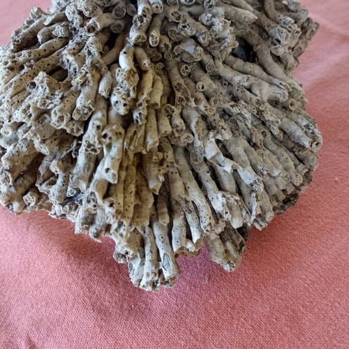 Vintage Authentic Mediterranean Coral Specimen 16 cm, 1980s