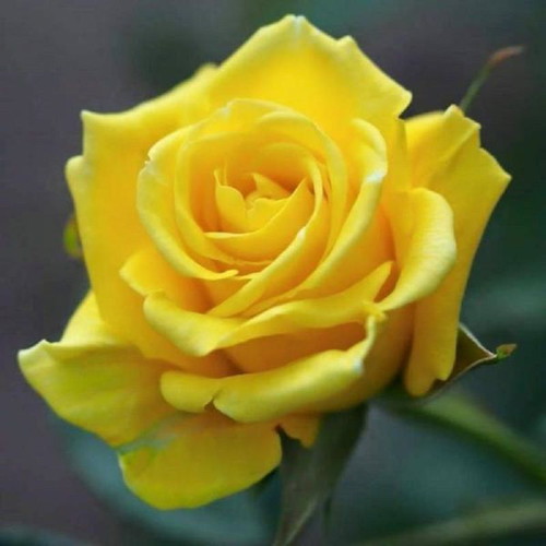 Yellow Rose Exotic Flowering Plant Seeds, pack of 25