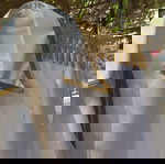  ΑΠΟΚΡΙΆΤΙΚΗ ΣΤΟΛΉ ΚΑΙΝΟΎΡΓΙΑ