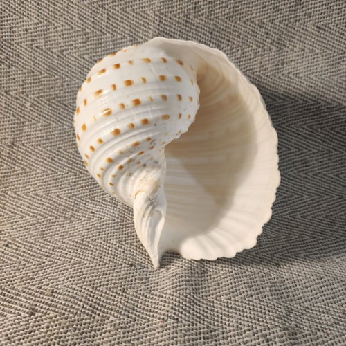 Tonna Dolium seashell like new, 13x12x10 cm