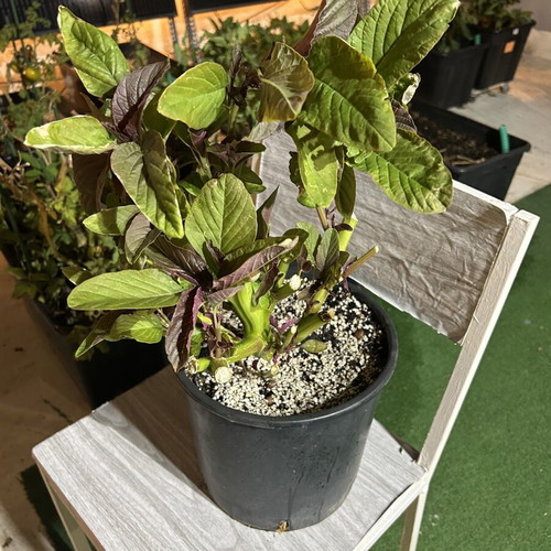 Amaranth (Red Pigweed) live plant in pot like new