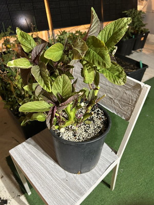 Amaranth (Red Pigweed) live plant in pot like new