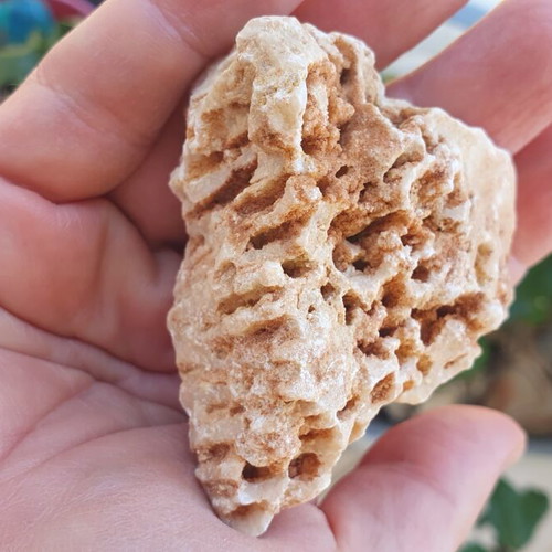 Fossilized coral from Northern Evros new, in box